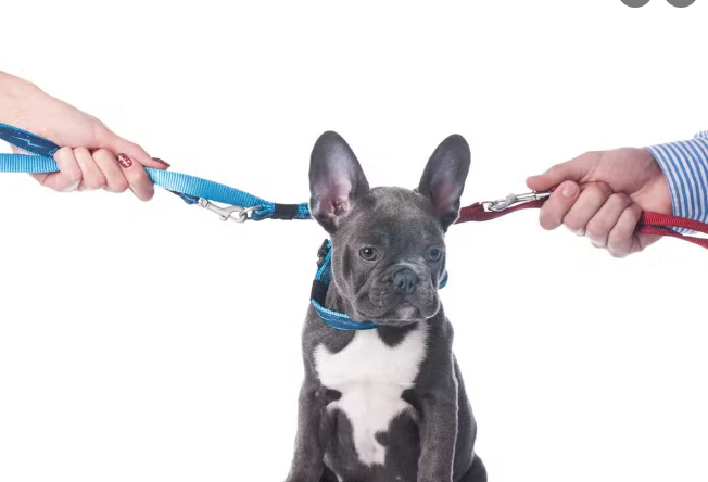 dog being held by both leashes of a divorced couple